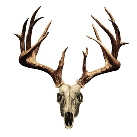 Drawings Of Deer Skulls | Free download on ClipArtMag