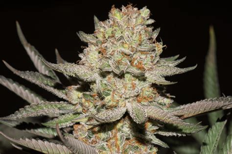 Strain Spotlight — Hash Plant by Legends — imcannabess