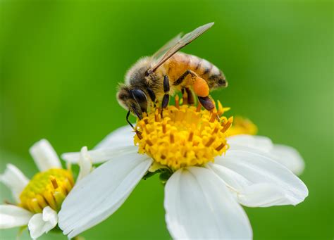 For honey bees, pollen collection varies depending on the season