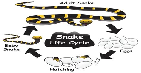 Snake Life Cycle - Learn About Nature