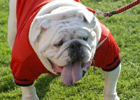 Sugarbear's Pampered Pets: Mascots and Football - a perfect match!