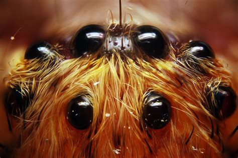 How Many Eyes Does a Spider Have? What Do Spider Eyes Look Like ...