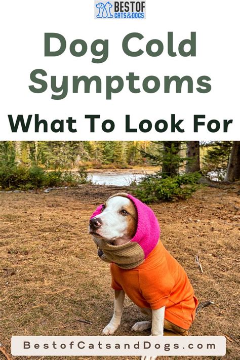 Dog Cold Symptoms. What To Look For in 2021 | Dog cold symptoms, Dog ...