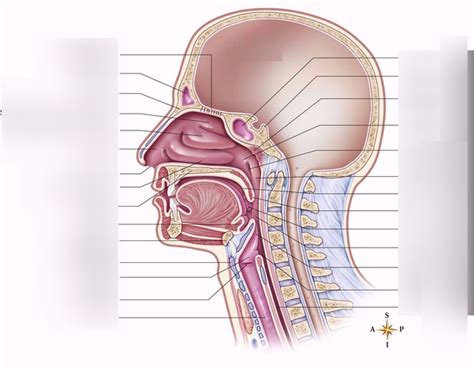 Upper Respiratory Structures (sagittal view) Diagram | Quizlet