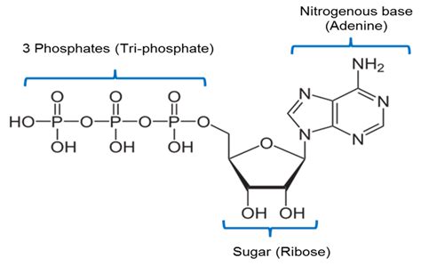 ATP, NAD AND FAD