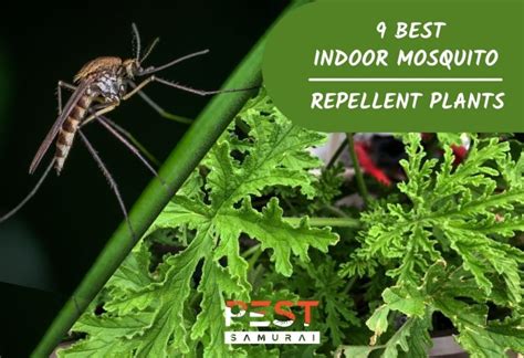 12 Best Indoor Mosquito Repellent Plants for Every Household - Pest Samurai