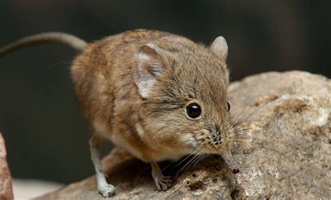 Short-eared elephant shrew | Smithsonian's National Zoo and ...