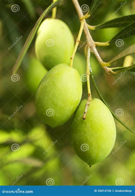 Olive Fruit Tree Royalty Free Stock Image - Image: 26814746