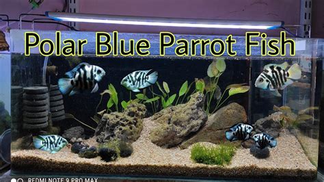 The Polar Blue Parrot Cichlid Care & Guide | Parrot Fish | Are polar ...