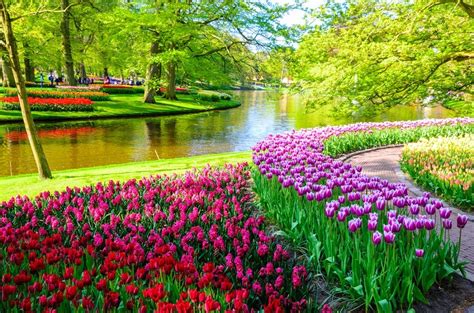 World’s most famous tulip festival in Netherlands now open - News - The ...