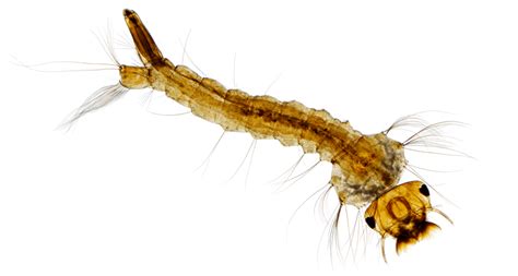 Scientists Say: Larva