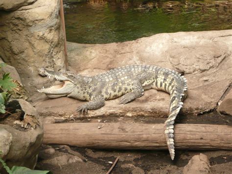 Siamese crocodile - ZooChat