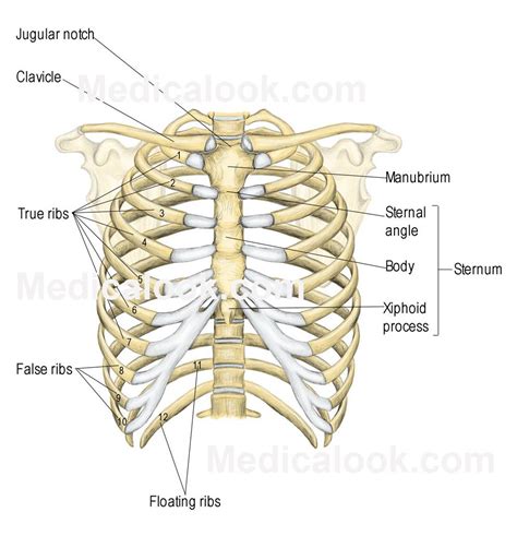 What Are Neck Ribs Human - Yahoo Image Search Results Leg Muscles ...