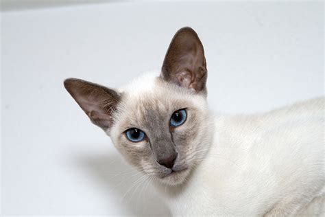 Lilac Point Siamese Cats – Siamese Cat Spot