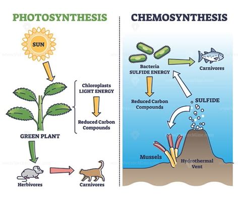 Photosynthesis vs chemosynthesis process chain description outline ...