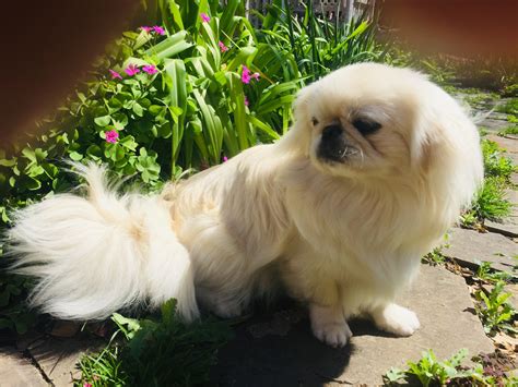 Pekingese Puppies For Sale | Dallas, TX #295781 | Petzlover