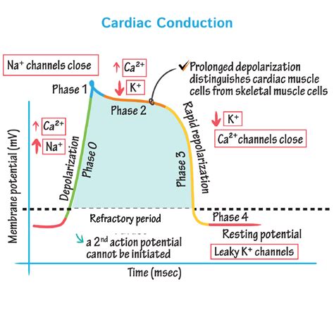 Cardiac Muscle Action Potential