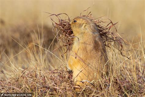 Devils Tower Animals: Close Encounters of the Wild Kind | Travel For ...