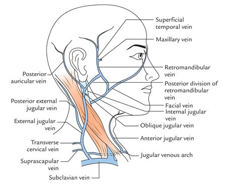 External Jugular Vein