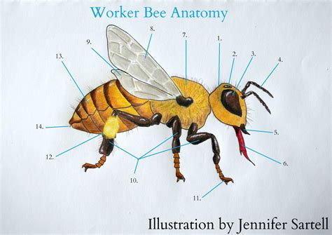 The Anatomy of a Worker Bee Keeping Backyard Bees