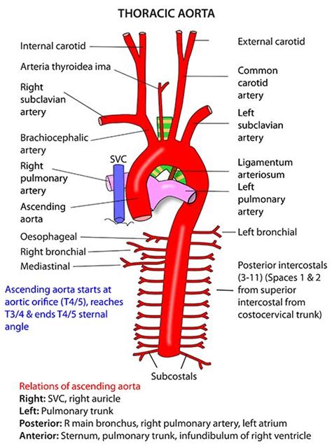 Instant Anatomy - Thorax - Vessels - Arteries - Arch of aorta | Medical ...