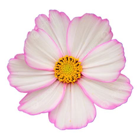 A Small Pink White Flower, Pink, Fresh Flowers, Beautiful PNG ...