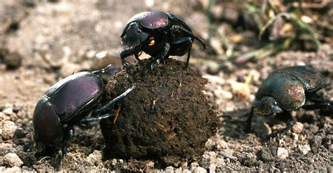 Beetle Insect Facts | AZ Animals