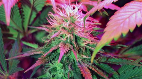 10 Top Weed Plant Wallpaper Hd FULL HD 1080p For PC Desktop 2024