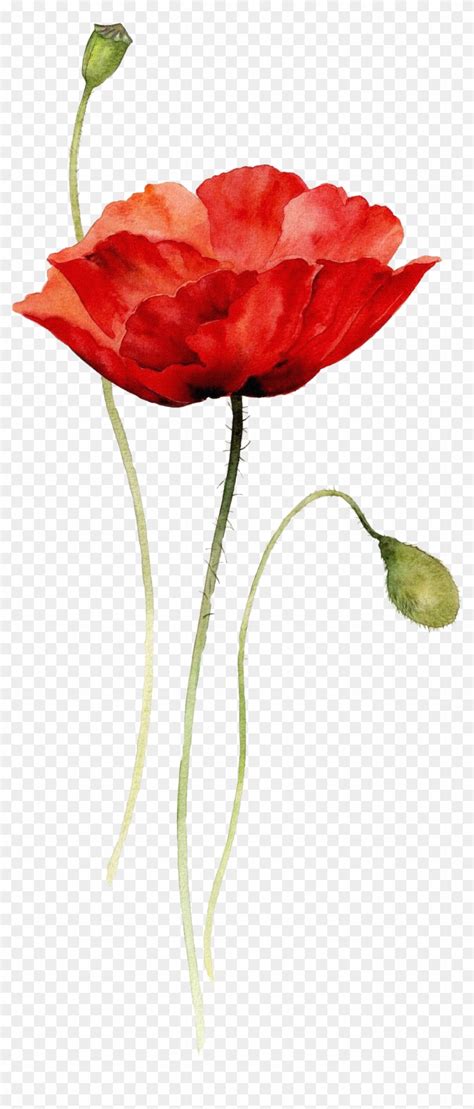 Poppies Watercolor Painting Paper Drawing - Poppy Flower Watercolor ...