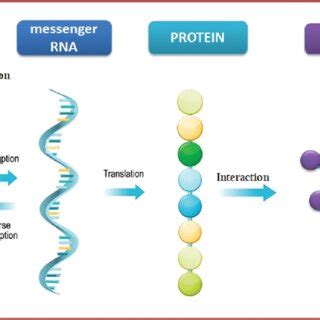 Gene regulatory network mechanism. | Download Scientific Diagram