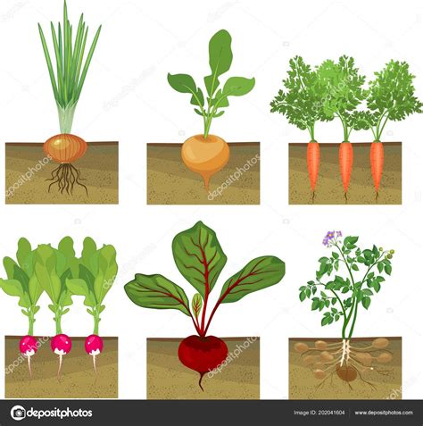 Set Different Vegetables Plant Showing Root Structure Ground Level ...