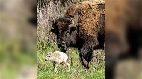 White bison calf born in Yellowstone park fulfills American Indian ...