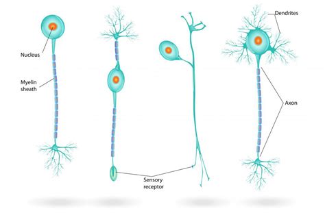 What are Nerve Fibers? (with pictures)