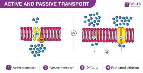 Forms Of Active Transport - Transport Informations Lane