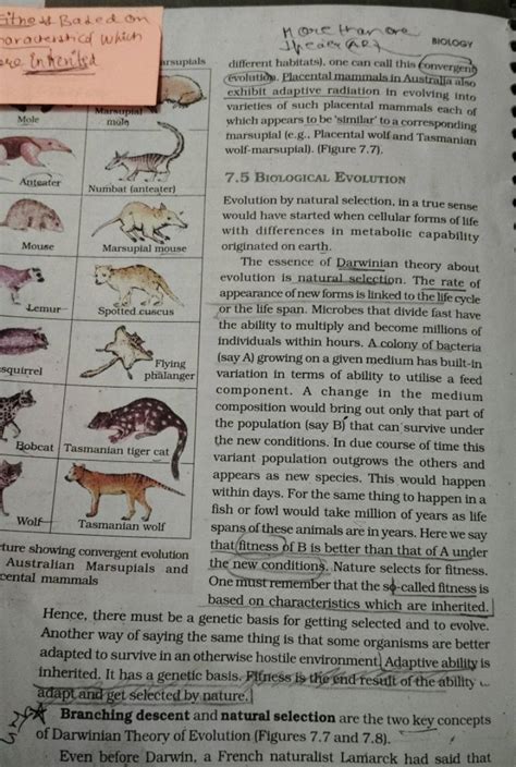 ture showing convergent evolution Australian Marsupials and cental mammal..