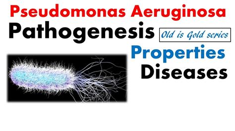 Pseudomonas aeruginosa microbiology | pathogenesis, infection and ...