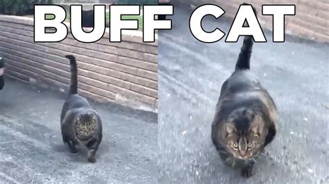 Buff Cat Meme