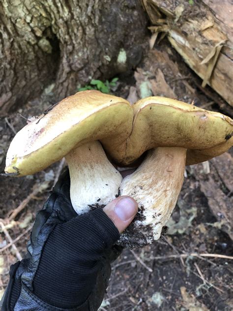 4oz Dried Porcini Mushrooms - Foraged