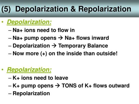 PPT - Unit 2 Notes: Nerve Impulses PowerPoint Presentation - ID:6191610