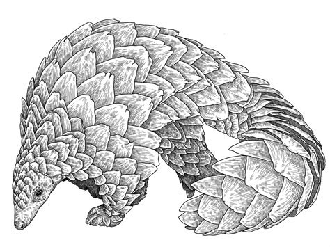 Pangolin by Folio Illustration Agency on Dribbble