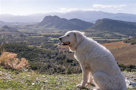 15 Mountain Dog Breeds That Love the Outdoors | Trusted Since 1922