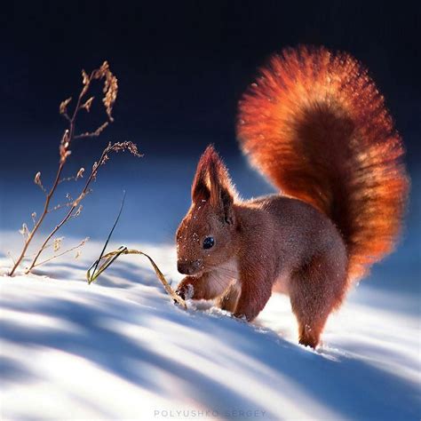 Red squirrel in the snow : MostBeautiful | Animals wild, Animals ...