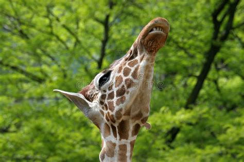 Giraffe showing its teeth stock photo. Image of africa - 19178516