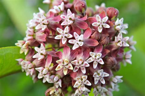 Common Milkweed – VIRGINIA WILDFLOWERS