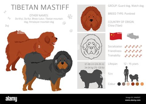 Tibetan mastiff clipart. Different poses, coat colors set. Vector ...