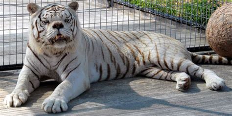 Kenny, the white tiger with Down's Syndrome | Newz