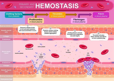 Illustrated Wound Healing — The Very Condensed Version | by Kenrick ...