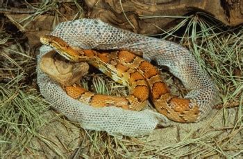 Corn Snake Shedding Guide | MyPetCareJoy