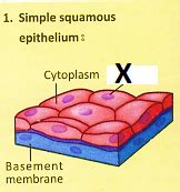 Draw neat diagrams of the simple squamous epithelium and simple ...