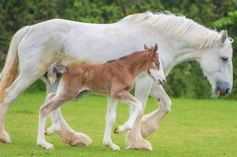 Name the adorable Shire foal born five days ago at Avon Valley ...